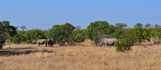 Sud Africa, 28/09/2009: rinoceronti nel Kruger National Park, la più grande riserva naturale del...