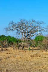 Sud Africa, 28/09/2009: un elefante nel Kruger National Park, la più grande riserva naturale del Sudafrica fondata nel 1898 e diventata il primo parco nazionale del Sud Africa nel 1926
