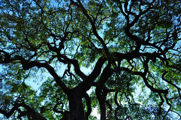 Sud Africa, 28/09/2009: i rami di un albero nel Kruger National Park, la più grande riserva naturale del Sudafrica fondata nel 1898 e diventata il primo parco nazionale del Sud Africa nel 1926