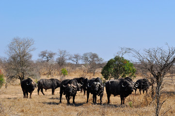 Naklejka na ściany i meble Sud Africa, 28/09/2009: un branco di bufali nel Kruger National Park, la più grande riserva naturale del Sudafrica fondata nel 1898 e diventata il primo parco nazionale del Sud Africa nel 1926