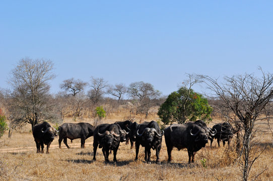 Sud Africa, 28/09/2009: un branco di bufali nel Kruger National Park, la più grande riserva naturale del Sudafrica fondata nel 1898 e diventata il primo parco nazionale del Sud Africa nel 1926