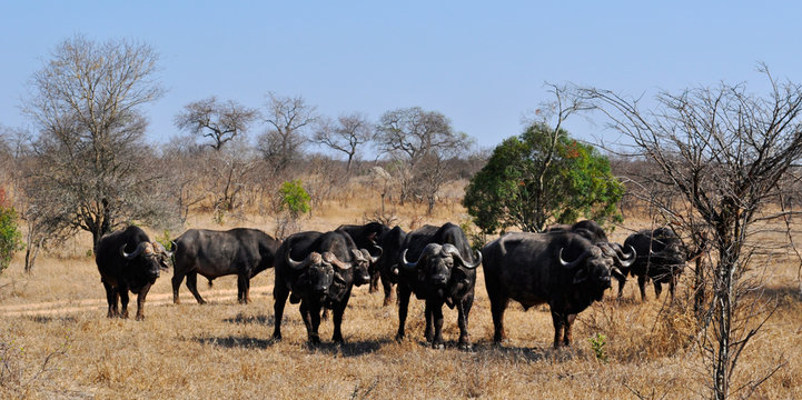 Sud Africa, 28/09/2009: un branco di bufali nel Kruger National Park, la più grande riserva naturale del Sudafrica fondata nel 1898 e diventata il primo parco nazionale del Sud Africa nel 1926