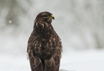 Portrait of Common Buzzard (Buteo buteo) in winter