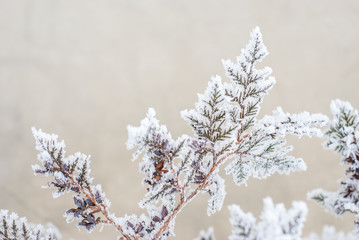 Hoar frost texture background