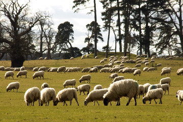 Obraz premium grounds of calke abbey derbyshire