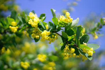 Barberry  flowers. branch with yellow flowers