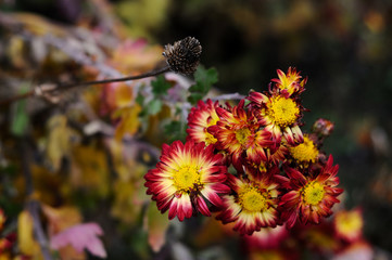 wilted chrysanthemum