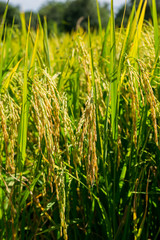Close up of rice fields