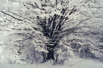 tree with frozen branches in winter landscape