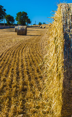 Bales of hay in the fields in summer time harvest