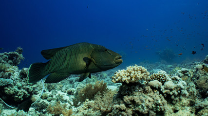 the big napoleon fish parading in front of me
