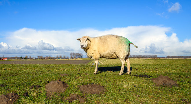 Green marked sheep curiously looking on the top of a dike