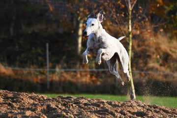 Obraz na płótnie Canvas springender Greyhound