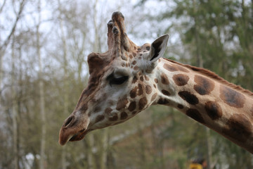 Giraffe