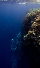 the great reef wall