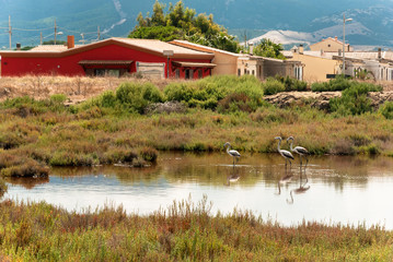 Fenicotteri, Marceddi, Sardegna, Italia