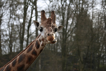 Giraffe