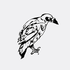 Hand-drawn pencil graphics, bird, raven, crow, rook. Engraving, stencil style.