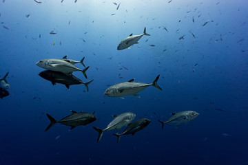 black and white coples, jackfish