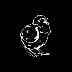 Hand-drawn pencil graphics, chicken, chick. Engraving, stencil style.