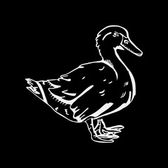 Hand-drawn pencil graphics, duck. Engraving, stencil style.
