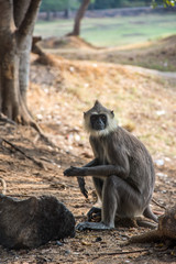 Gray langurs in ancient city of Anuradhapura, Sri Lanka.