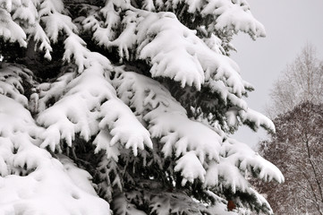 Branches of Christmas trees covered with snow after a snowfall closeup. Winter background, wallpaper.