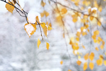 Obraz premium Birch branches with beautiful autumn yellow leaves under snow in late autumn or winter outdoors with soft focus. A pleasant soft light blurred background, beautiful bokeh.