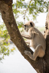 Gray langurs in ancient city of Anuradhapura, Sri Lanka.