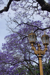Jacaranda and Lamp