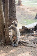 Obraz premium Gray langurs in ancient city of Anuradhapura, Sri Lanka.