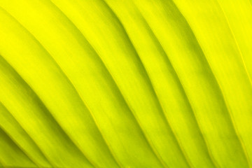 Background green leaves