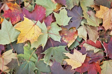 Autumn maple leaves
