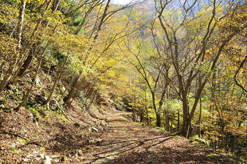 Fototapeta na wymiar 西日本の山・渓谷の林道