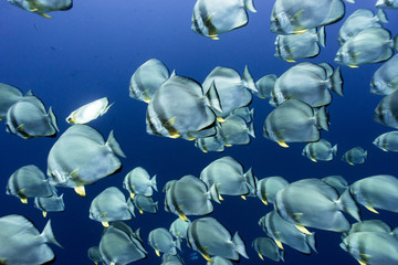 the huge bat fish school