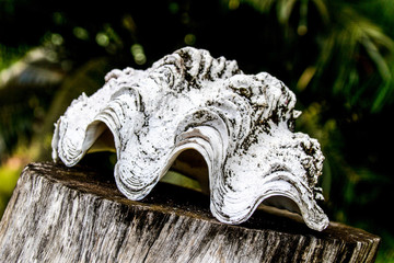 Muschelschale auf Holzstamm