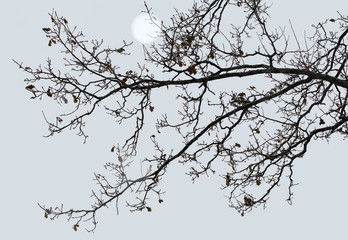 Winter background. Leafless tree branches against the sky