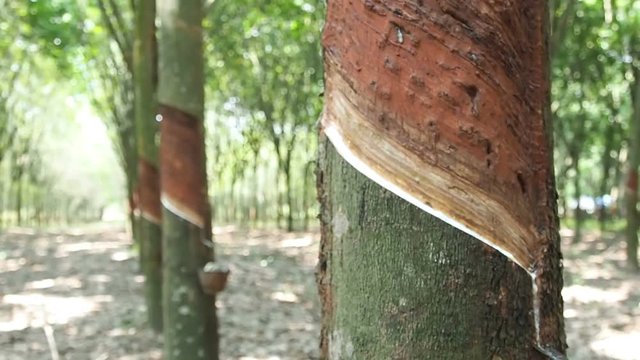 Milky latex extracted from natural rubber tree, Hevea Brasiliensis.
