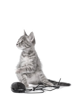 beautiful small kitten plays with the computer mouse