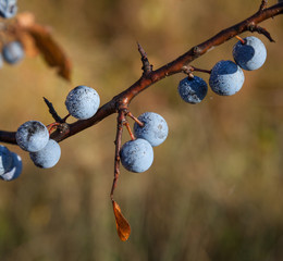 Ripe blue blackthorn berries - obrazy, fototapety, plakaty