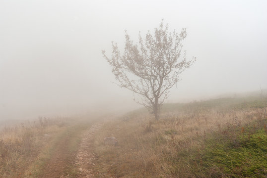 Autumnal landscape with earth road, lonely tree and fog on Babuhan Yaila natural reserve in Crimean peninsula