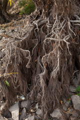 Naked willow roots