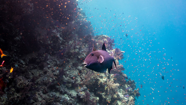 the curious trigger fish