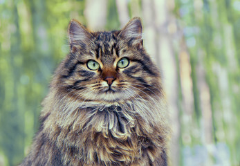Naklejka na ściany i meble Vintage portrait of cute siberian cat sitting in the pine forest