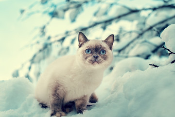 Fototapeta premium Portrait of the Siamese cat sitting on the snowy tree in the forest