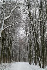 Winter forest road