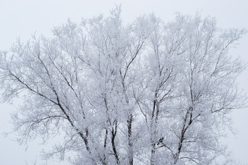 winter trees on snow