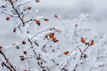 red berries under snow