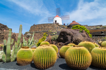 View of cactus garden in Guatiza village, Lanzarote, Canary Islands, Spain