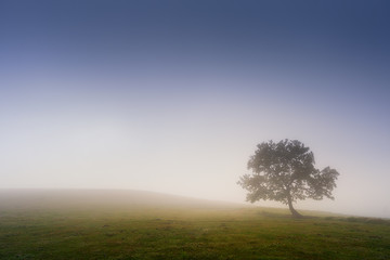 Obraz na płótnie Canvas lonely tree with dreamy light